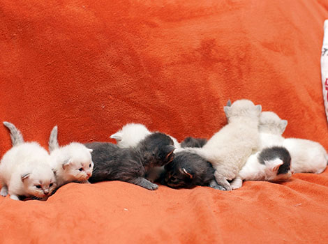 Kitten aus dem E4-Wurf am 14. Januar 2021